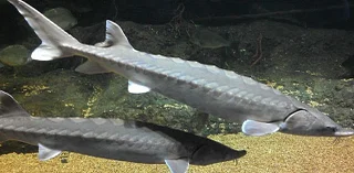 New York isn't doing enough to protect ancient Atlantic sturgeons, lawsuit argues