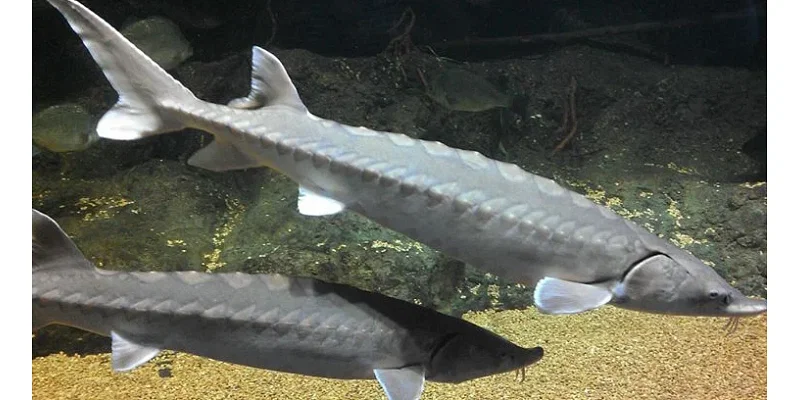 New York isn't doing enough to protect ancient Atlantic sturgeons, lawsuit argues