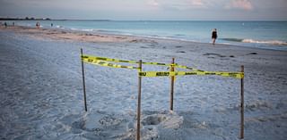 Sea turtle nests increased along Gulf Coast but hurricanes washed many away