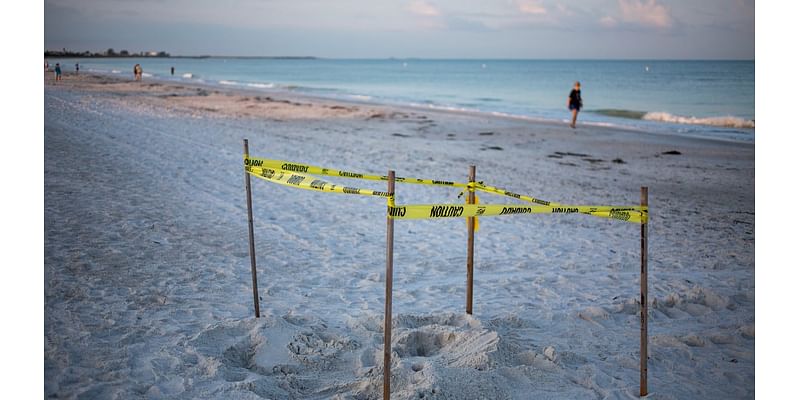 Sea turtle nests increased along Gulf Coast but hurricanes washed many away