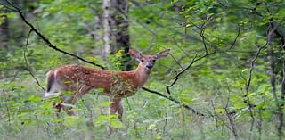 Professional Sharpshooting Considered For Deer Management: Report