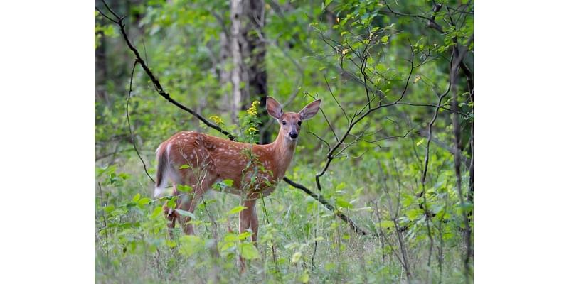 Professional Sharpshooting Considered For Deer Management: Report