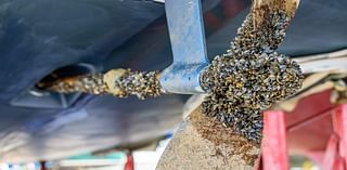 Invasive zebra mussels found in Saylorville Lake