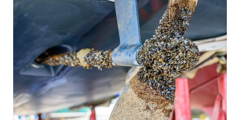 Invasive zebra mussels found in Saylorville Lake