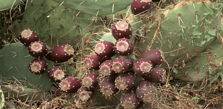 New Mexico prickly pear farmers say 2024 harvest is bountiful