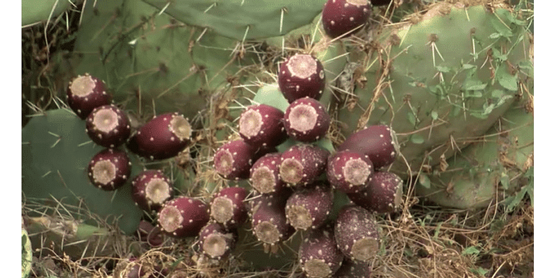 New Mexico prickly pear farmers say 2024 harvest is bountiful