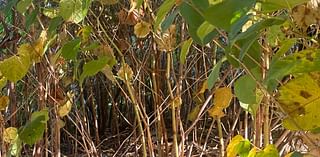 What to do if you find invasive Japanese knotweed