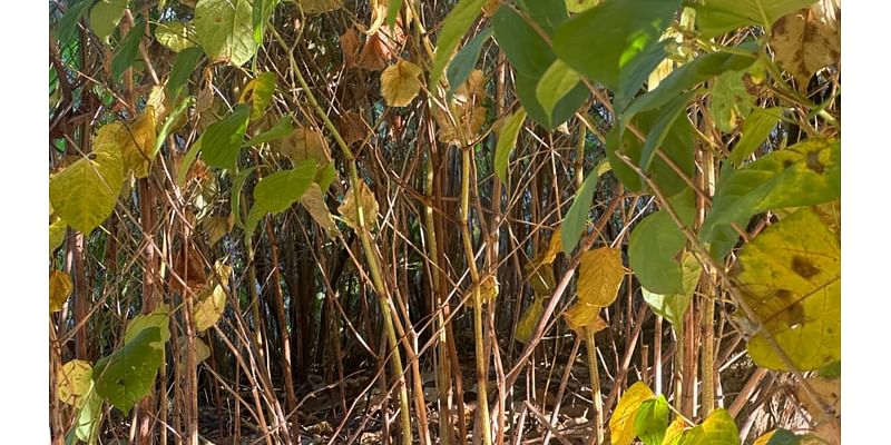 What to do if you find invasive Japanese knotweed