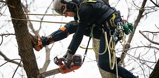 From the tops of Twin Cities area trees, forestry crews see clear signs of trouble