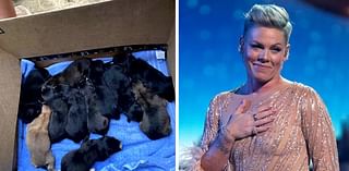 ‘It’s just absolutely mind-blowing’: Foster pup ends up on tour with singer Pink