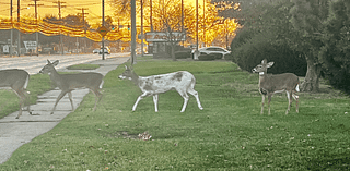 ‘Interesting wildlife phenomenon’: Unique deer spotted in North Olmsted