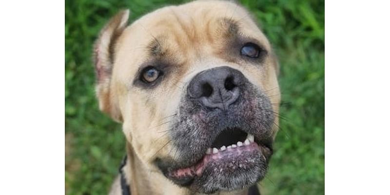 Meet Queen Kane: Lower Bucks Co. Shelter Pet Of The Week