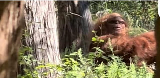 Terrifying 'Bigfoot' Caught on Camera in Oklahoma Forest – Viral Video Shocks Millions!