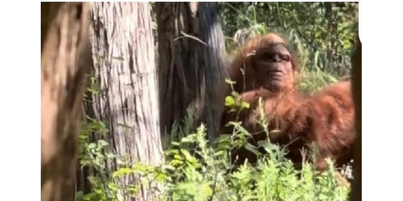 Terrifying 'Bigfoot' Caught on Camera in Oklahoma Forest – Viral Video Shocks Millions!