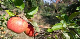 Fall festivities! NY Cider Festival heads to Hudson Yards this month