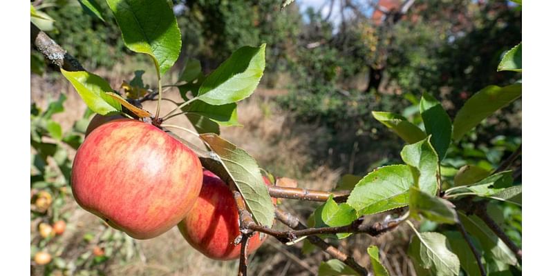 Fall festivities! NY Cider Festival heads to Hudson Yards this month