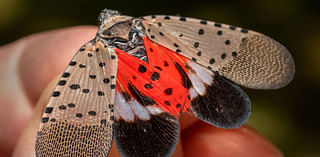 Invasive spotted insect found in Georgia could be 'serious threat,' officials say