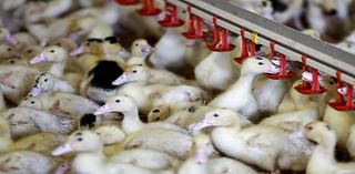 France raises bird flu risk to high as EU cases spread