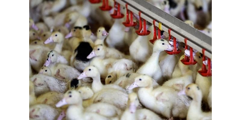 France raises bird flu risk to high as EU cases spread