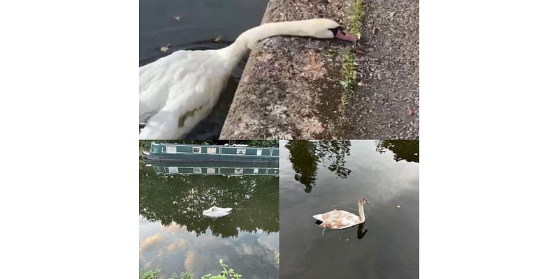 Cause of death revealed after dozens of swans and other birds die in London canal