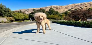 Hayward Poodle Takes A Day Trip: Photo Of The Day