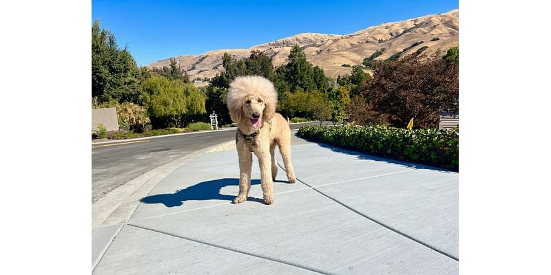 Hayward Poodle Takes A Day Trip: Photo Of The Day