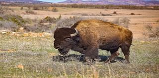 Proposed Law Would Protect Bison, Grizzlies, Gray Wolves: Cory Booker