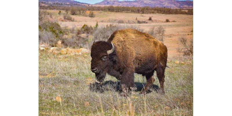 Proposed Law Would Protect Bison, Grizzlies, Gray Wolves: Cory Booker