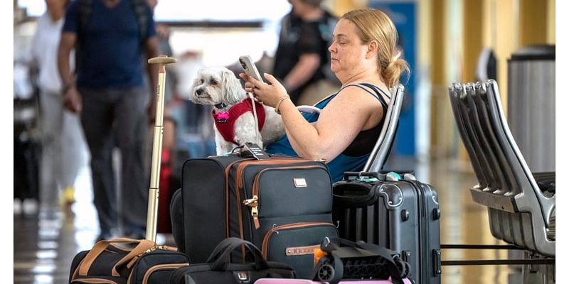 Pets are hitching a ride on the travel boom