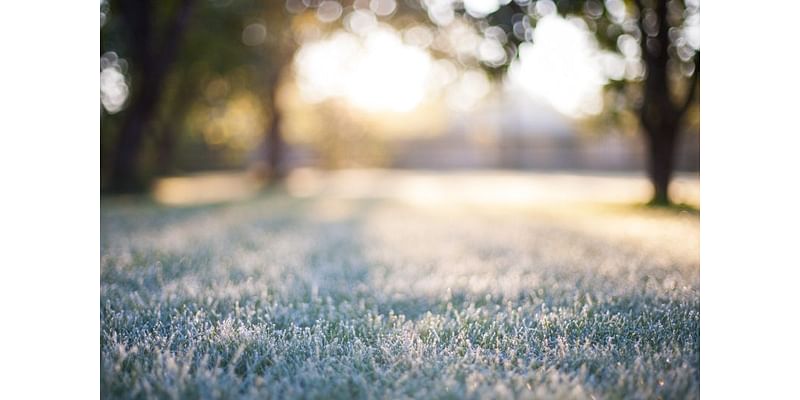 How to keep your garden green during the frost