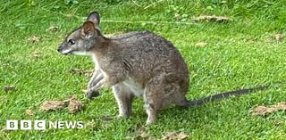 How likely is a Nottinghamshire wallaby encounter?