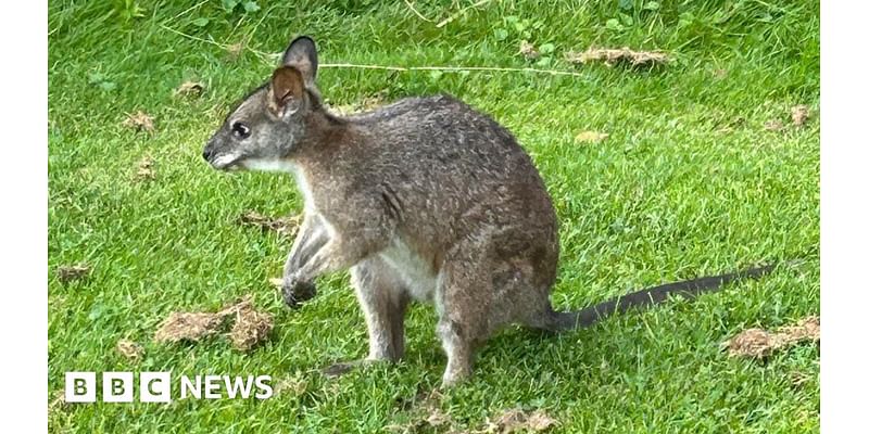 How likely is a Nottinghamshire wallaby encounter?