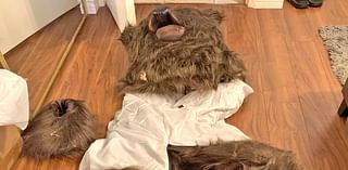 4 People Accused of Using Bear Costume to Damage Cars in Elaborate Insurance Fraud