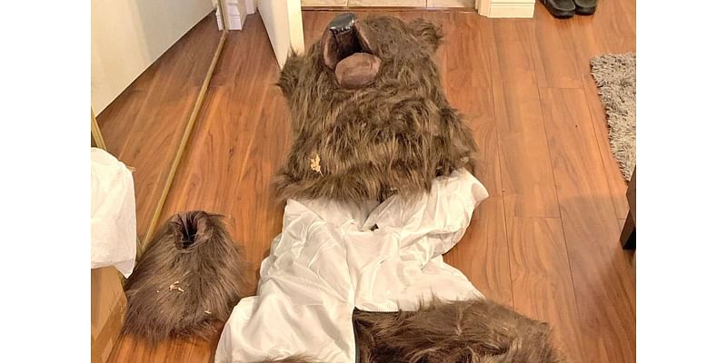 4 People Accused of Using Bear Costume to Damage Cars in Elaborate Insurance Fraud