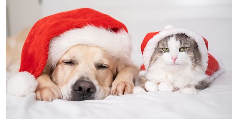 Holiday pet dangers: Keep your furry friends safe this season