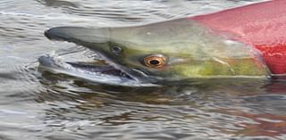 Marquee Alaska sockeye run was bigger than expected, but the individual fish were small