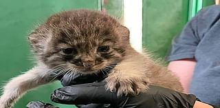 Pallas’ cat kitten born at Great Plains Zoo