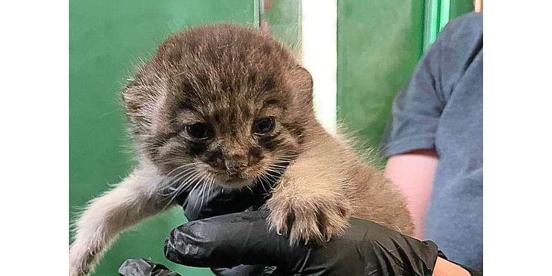 Pallas’ cat kitten born at Great Plains Zoo