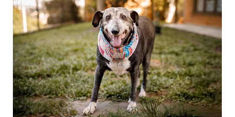 Pasadena Humane celebrates ‘Adopt a Senior Pet Month' with free adoptions