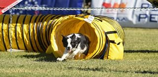 All paws on deck as Dog Agility World Games come to Tucson