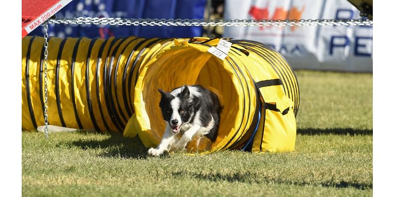 All paws on deck as Dog Agility World Games come to Tucson