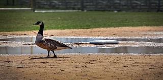 N.J. man charged with purposely hitting a goose with an e-bike