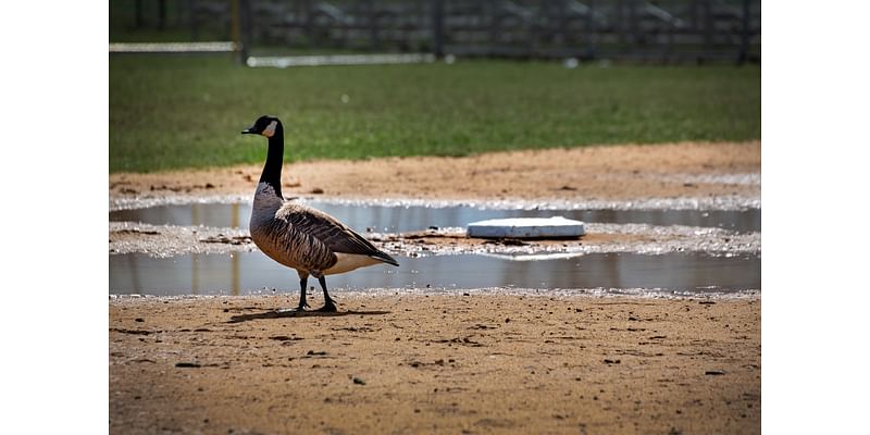 N.J. man charged with purposely hitting a goose with an e-bike