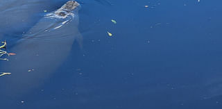 FWC attempting manatee rescue after several found trapped in Largo pond