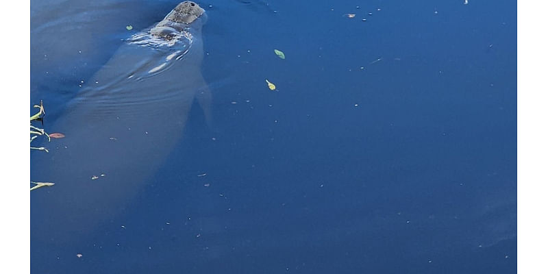 FWC attempting manatee rescue after several found trapped in Largo pond