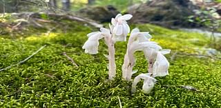 Spooky looking plants you can find in West Virginia