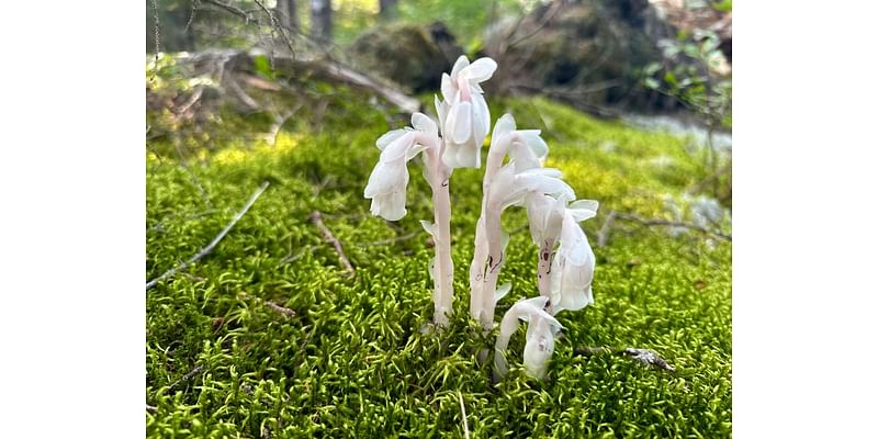 Spooky looking plants you can find in West Virginia