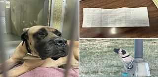Dog cruelly abandoned on side of ‘treacherous’ Long Island highway tied to a pole with note by her side