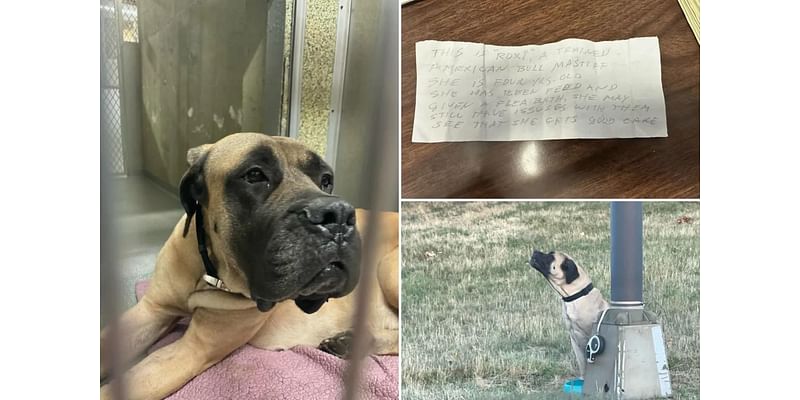 Dog cruelly abandoned on side of ‘treacherous’ Long Island highway tied to a pole with note by her side