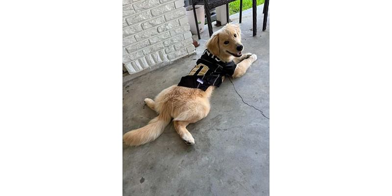 Search for nut-detecting golden retriever puppy continues in Metairie